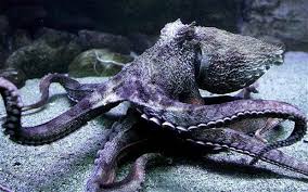 How Octopuses Avoid Tying Themselves In Knots Octopus Octopus Images Octopus Photos