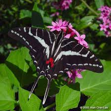 Flmnh Butterfly Rainforest Image Gallery Search Results Beautiful Butterfly Photography Butterfly Beautiful Butterflies