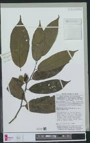 Image result for Leptonychia