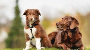 Maybe you would like to learn more about one of these? Dog Animals Border Collie Wallpapers Hd Desktop And Mobile Backgrounds