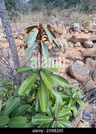 Image result for Englerophytum natalense