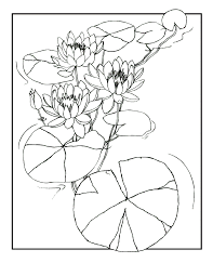 Peace lily glass container plastic stopper distill. Lily Coloring Pages Dibujo Para Imprimir Lily Coloring Pages Dibujo Para Imprimir Dibujo Para Imprimir