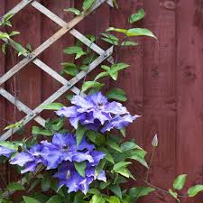 Covering your frame with a grid of netting helps clematis also. 22 Best Diy Trellis Ideas Easy Garden Trellis Project Designs