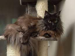 Maine coon breeder, northamptonshire, uk. Zuhause Vorbereiten So Wird Sich Die Maine Coon Wohlfuhlen