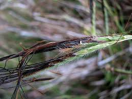 Image result for Heteropogon contortus