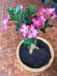 Pin By Norma Heredia On Rosas Del Desierto Plants