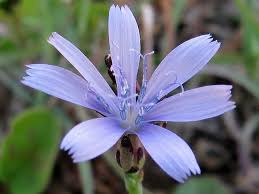 Image result for Lactuca inermis