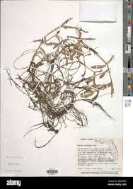 Image result for Enydra fluctuans