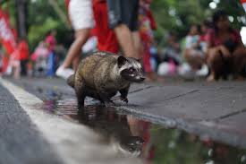 Maybe you would like to learn more about one of these? Person Brown Racoon On Floor During Daytime Human Image Free Stock Photo