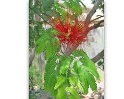 Image result for Calliandra tweedii