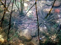 Image result for Isoetes welwitschii