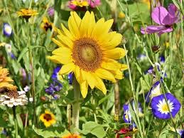 We did not find results for: Different Types Of Flowers With Pictures