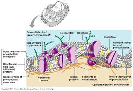 The fluid mosaic model of the plasma membrane. Ch03 The Cell And Membrane Structure