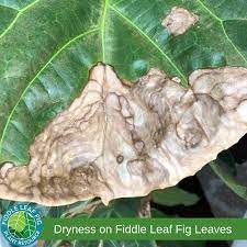 Dry Fiddle Leaf Fig Leaves Fiddle Leaf Fig Fig Plant Fiddle Leaf Fig Care