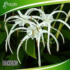 Bunga tulip dapat berkembang biak baik secara seksual maupun aseksual. Grandis Herbs Herbs 101 Pokok Bakong Nama Botani Facebook