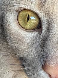 Viral simulation shows what cats see and explains their speed