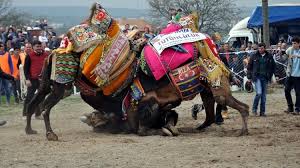 ayvacik devecileri gureslerden elde ettikleri gelirle yardimda bulundu elsa