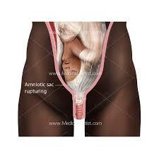 Find & download free graphic resources for human internal organs. Pregnancy Illustrations Visualisations Of The Human Gestation Period
