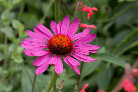 Image result for Echinacea purpurea `Magnus`