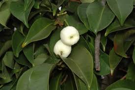 Image result for Syzygium niassense
