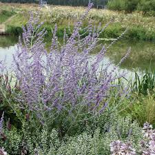 Find help & information on perovskia 'blue spire' perovskia 'blue spire' from the rhs. Blauraute Blue Spire Syn Silberbusch Silberstrauch Perovskia Atriplicifolia Blue Spire Native Plants