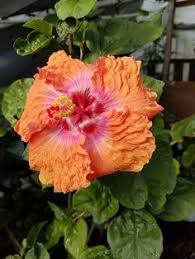 Manufacturer of michelia champaca, hibiscus, fresh cut flowers, dried flowers. 330 Hibiscus Flowers Ideas Hibiscus Flowers Hibiscus Flowers
