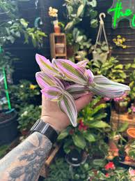 Image result for Tradescantia