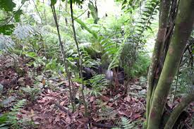 Image result for Mimulopsis arborescens