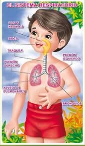 Mis tareas de primaria: Sistema respiratorio humano