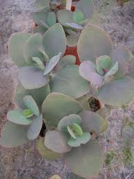 Image result for Kalanchoe glaucescens