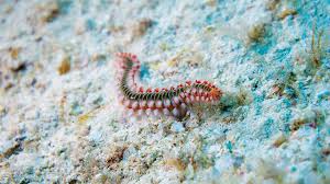 Mancing malam dapat ulat bulu laut mematikan. Mengenal Cacing Laut Atau Laor Dari Maluku Greeners Co