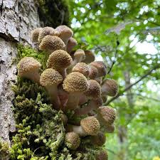 Image result for Bulbostylis hensii