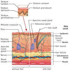 Integumentary System Facts Jpeg Integumentary System Facts Are Provided In Short In The Following Skin Anatomy Integumentary System Anatomy And Physiology