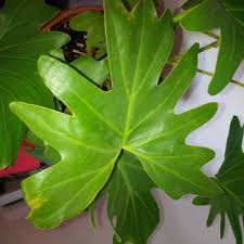 Large Green Lobed Leaves On Philodendron Selloum Hope Yellow Leaves Plant Leaves Leaves