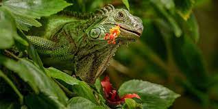 Here are 3 choice as to what it might be along with what to do about it.more in the post: What Plant Do Iguanas Hate Here Are Plants That Iguanas Do Not Eat