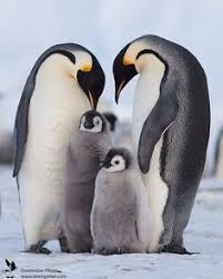 Mezuniyet Penguen Hayvan Yavrulari Ve Hayvan