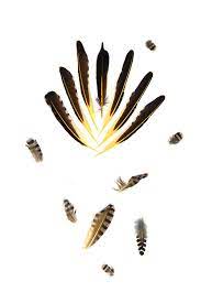 Check spelling or type a new query. Northern Flicker Feathers Mary Jo Hoffman Black Bird Fly Feather Identification Native Art