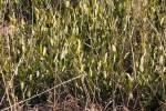 Image result for Diospyros chamaethamnus