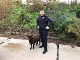 Chief Centner said no to a K9 unit, so Sgt. Linville had a new idea..