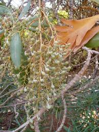 Image result for Bocconia arborea