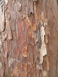 Image result for Afrocarpus falcatus