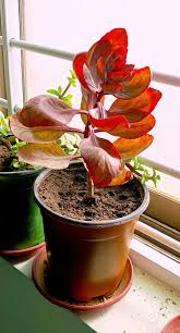 Image result for Felicia grantii