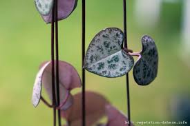 Image result for Ceropegia buchananii