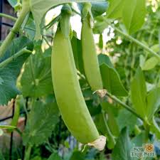 Plant peas during the mild weather of early spring, once soil temperatures reach 45° f. Snap Pea Seeds Sugar Ann Sow True Seed