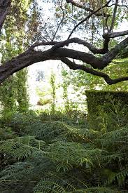 Image result for Hypolepis sparsisora