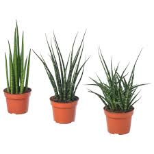 Sansevieria Potplant Diverse Soorten Ikea Pflanzen Zimmerpflanzen Ideen Pflanzen Fur Zu Hause