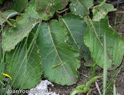 Image result for Berkheya speciosa