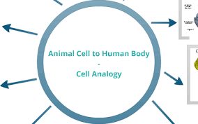 The analogy in use during this time, as galen drew direct comparisons between human and animal anatomy.91 other studies tend to be far. Cell Analogy Animal Cell To Human Body By Julie Jeon
