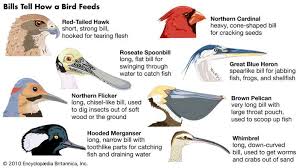 In this case, the large thick seeds would. Bird Behaviour Birds For Kids Bird Beaks Bird