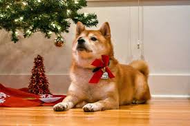 sansa is ready for christmas animal dog shiba christmas funny shiba akita dog shiba inu